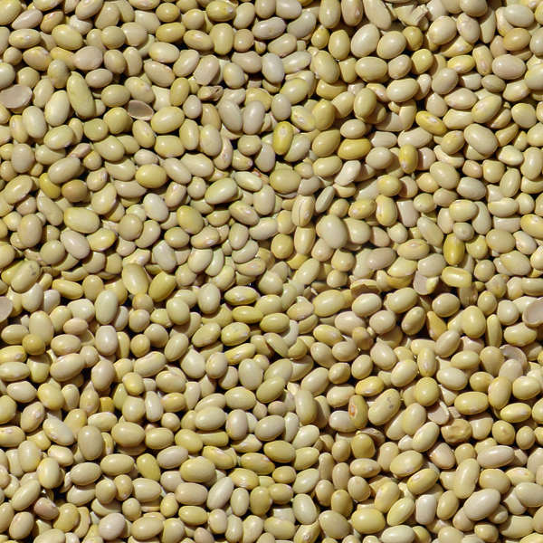 FoodGrains0001 - Free Background Texture - food bean beans foodstuff