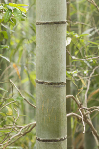 WoodBamboo0069 - Free Background Texture - bamboo stem plant tropical
