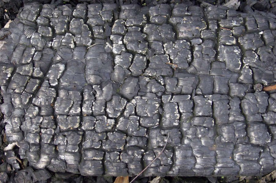 WoodBurned0040 Free Background Texture wood burned closeup black