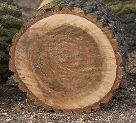 WoodEnds0090 - Free Background Texture - tree trunk stem log cut round