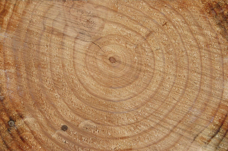 WoodEnds0022 Free Background Texture wood beam end rings log trunk