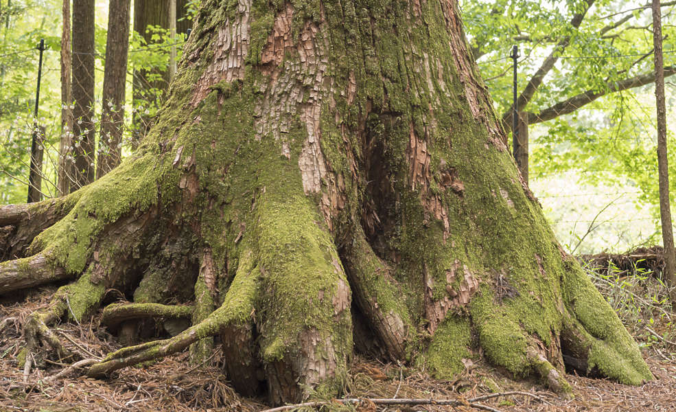 BarkDecidious0211 - Free Background Texture - tree bark ...