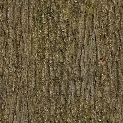 Barkdecidious0164 Free Background Texture Wood Bark
