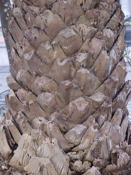 BarkPalm0001 Free Background Texture wood bark palm BarkPalm0001 Free Background Texture wood bark palm