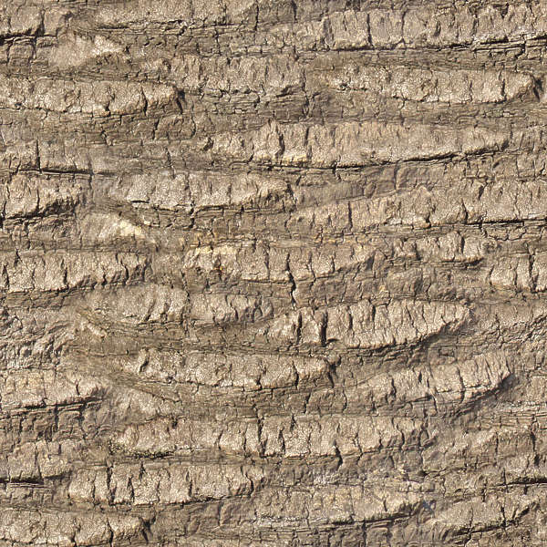 BarkPalm0018 Free Background Texture wood bark palm BarkPalm0018 Free Background Texture wood bark palm