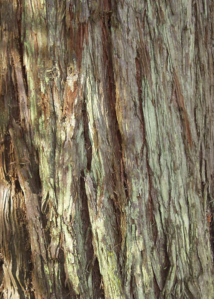 Wood pine