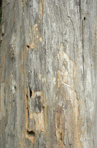 BarkStripped0014 - Free Background Texture - tree bark decidious bare